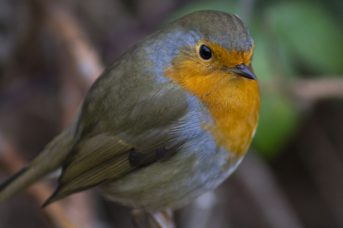 a bird perched on a tree branch