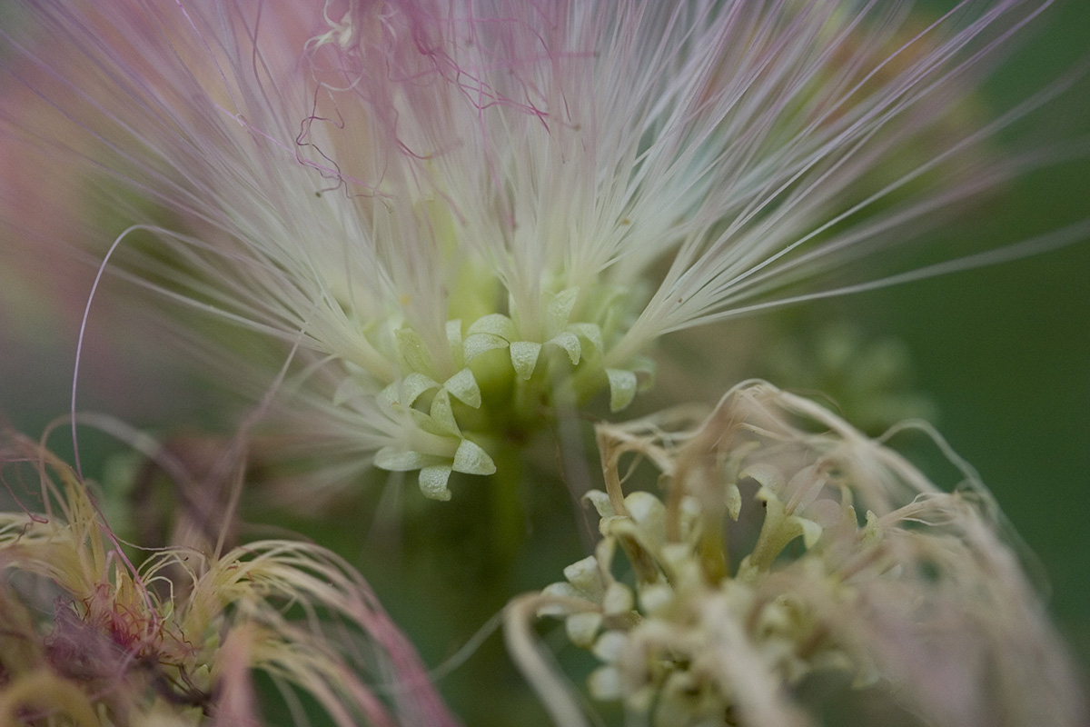 closeup of flowers