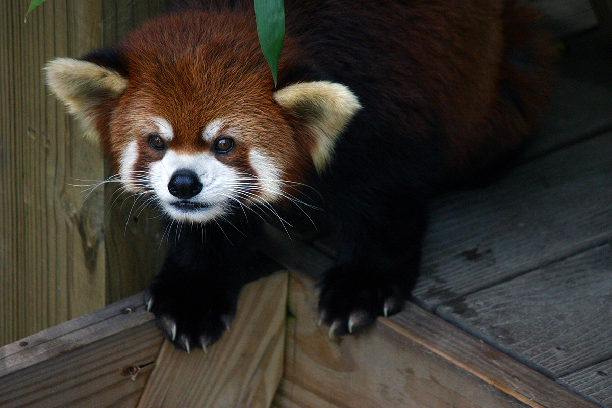 a red panda at a zoo
