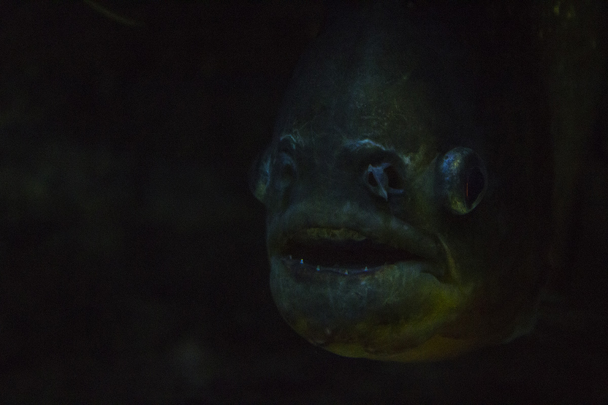 a piranha in an aquarium